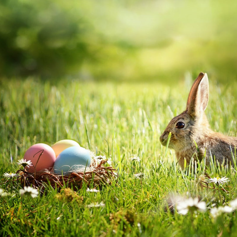 Where did the Easter Bunny come from?
